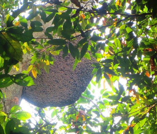 Mật ong rừng Đà Nẵng - Quà nhà tặng tình thân